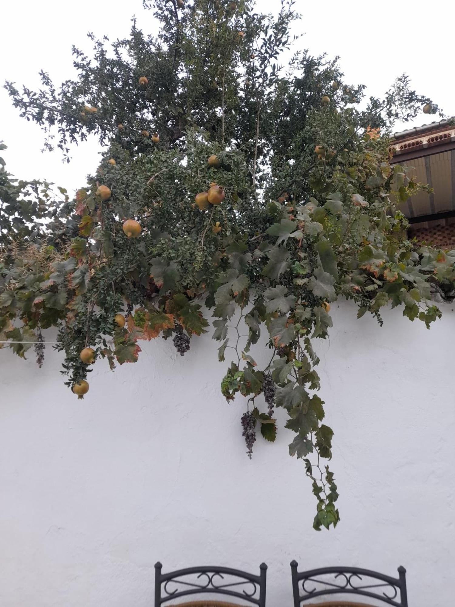 El Molino De Aceite Villa บาเอซา ภายนอก รูปภาพ